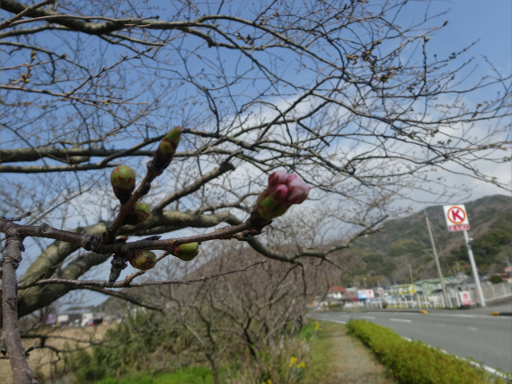 那賀川沿いの桜　開花情報