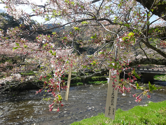 那賀川沿いの桜　開花情報