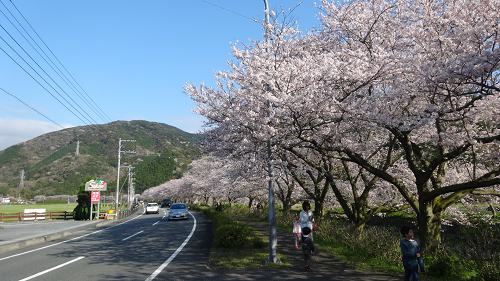 【2015年開花情報】那賀川沿いの桜