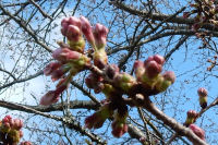 2016年3月28日（月）那賀川沿いの桜並木　開花情報