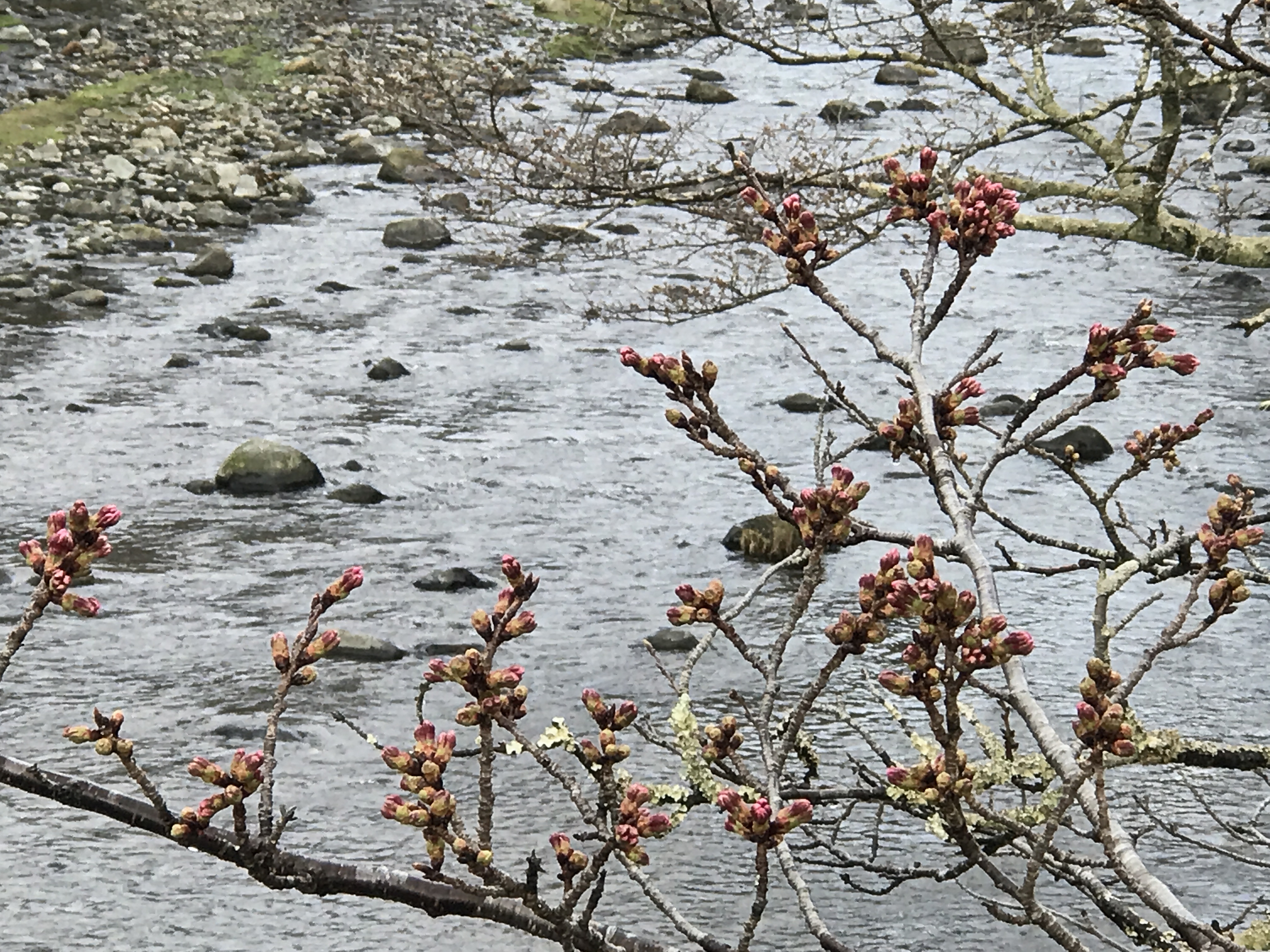 3/27（月）大沢温泉の桜の開花情報です。