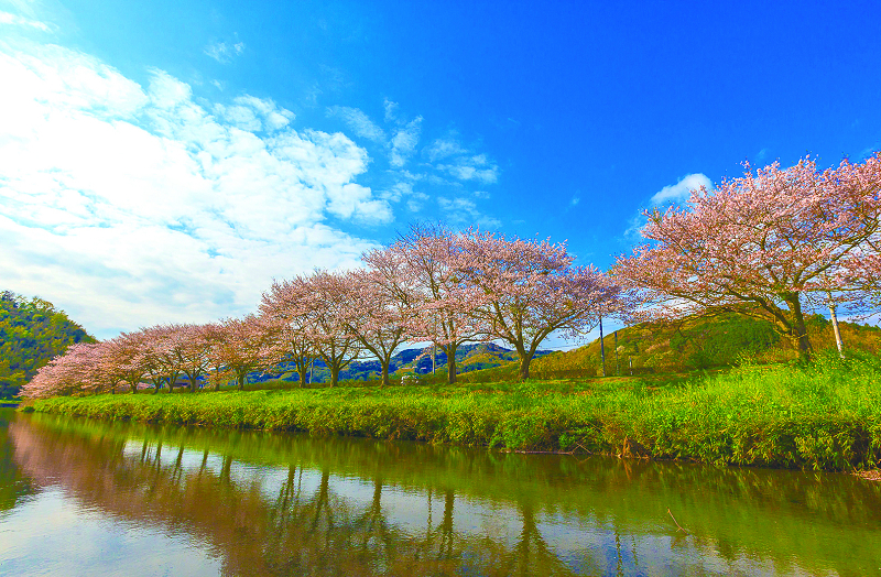 那賀川沿いの桜並木 松崎町観光協会 花とロマンの里松崎町へようこそ