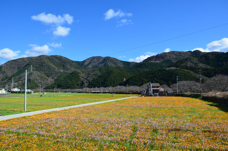 田んぼをつかった花畑 19年3月11日 月 開花情報です 松崎町観光協会 花とロマンの里松崎町へようこそ