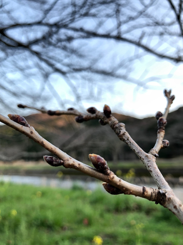 【那賀川沿いの桜並木】2019年3月11日（月）つぼみがまだ固いです。