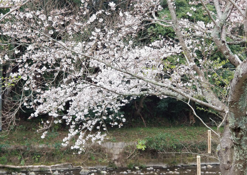 【那賀川沿いの桜並木】2019年3月30日（土）開花情報です☆彡