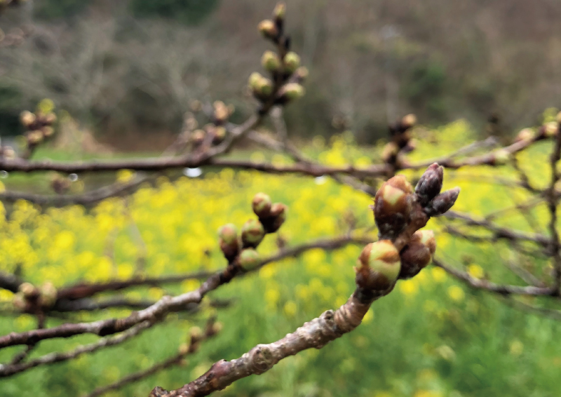 【那賀川沿いの桜並木（大沢温泉）】2019年3月21日（木）開花の予兆です♪