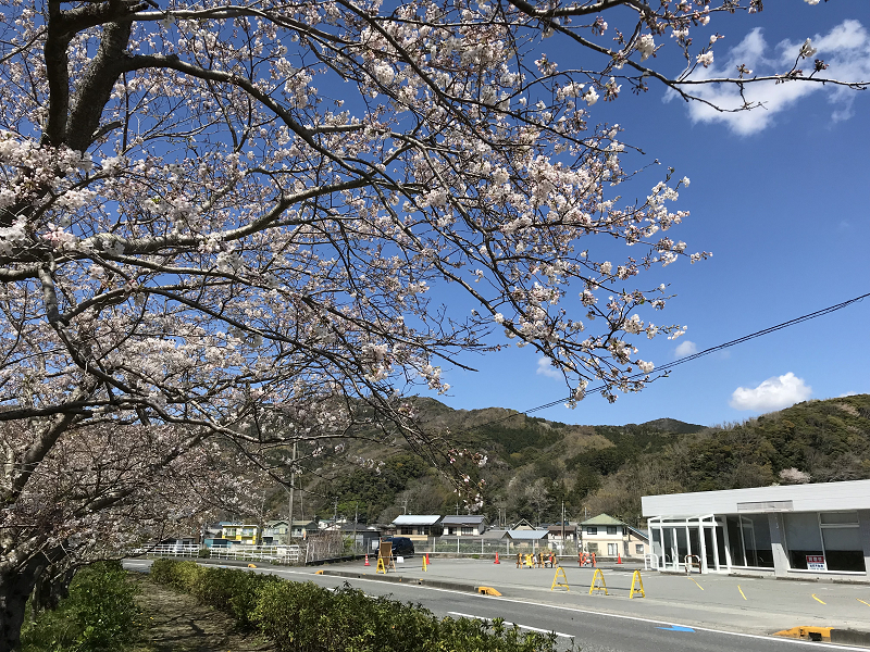 【那賀川沿いの桜並木】2019年4月1日（月）開花情報です♪