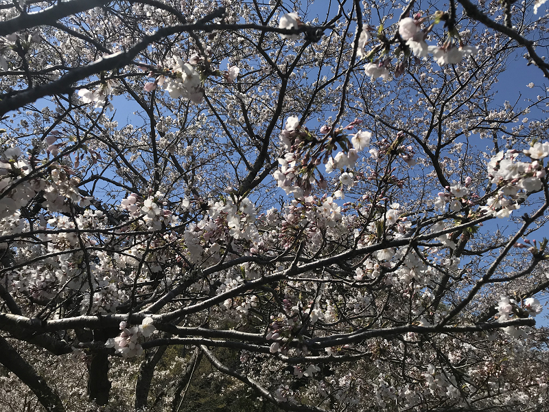 【那賀川沿いの桜並木】2019年4月2日（火）開花情報です♪
