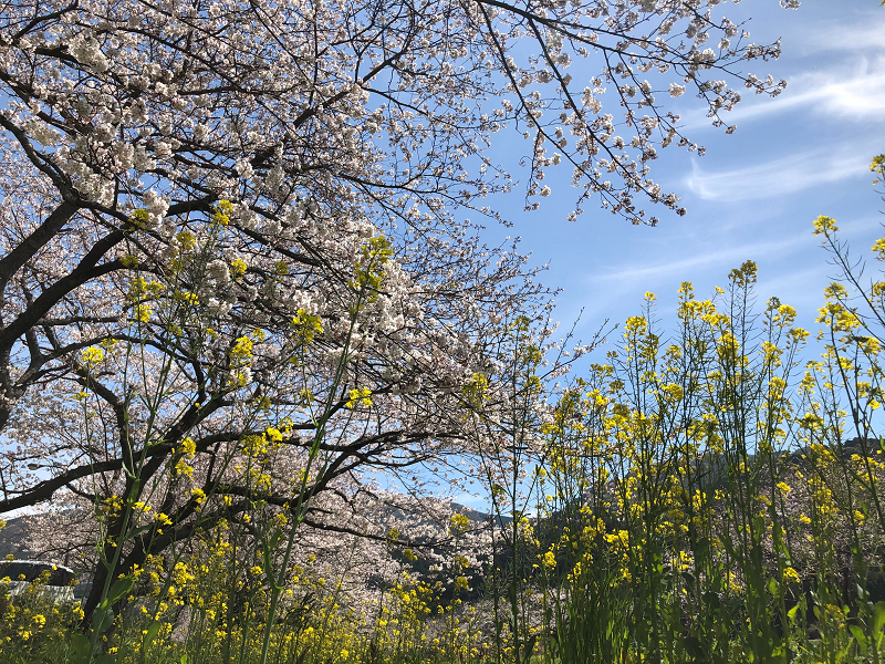 【那賀川沿いの桜並木】2019年4月5日（金）開花情報です！