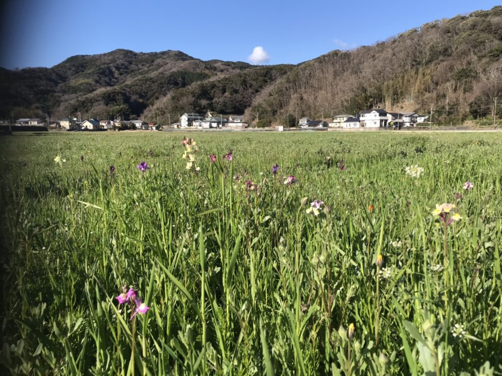 田んぼをつかった花畑 1 30 アフリカキンセンカ 姫金魚草が開花し始めました 松崎町観光協会 花とロマンの里松崎町へようこそ