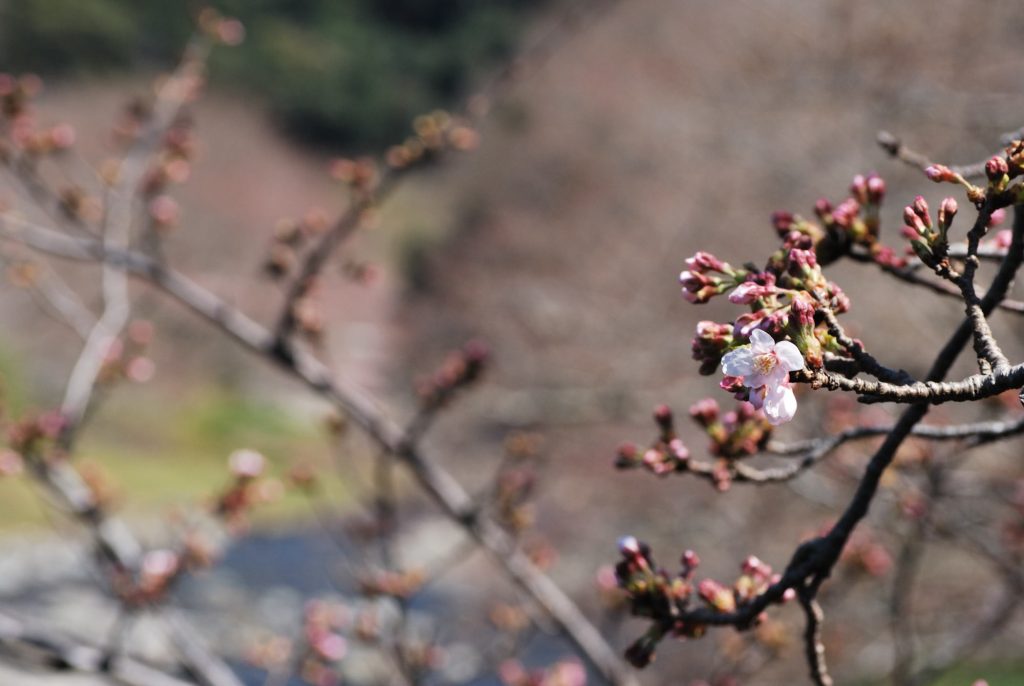 ３月２４日桜の開花情報