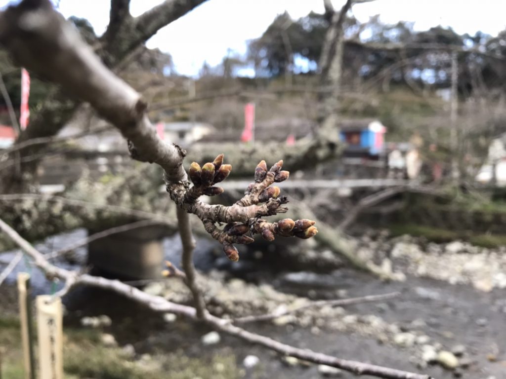 桜開花情報！！