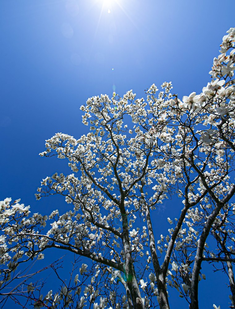 【ハクモクレン】青空に白い花が彩ります