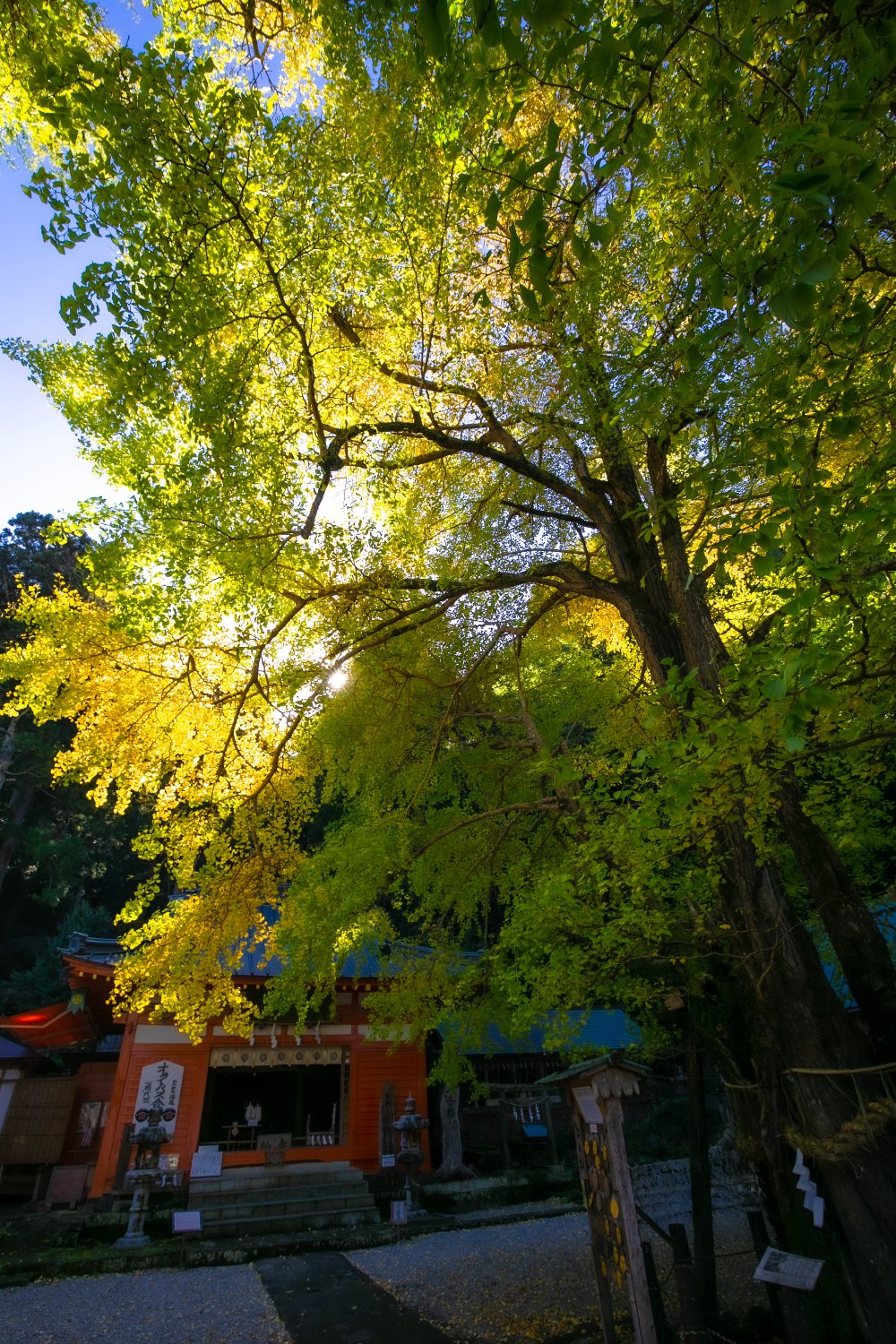 【伊那下神社】大イチョウの黄葉が見ごろになってきました