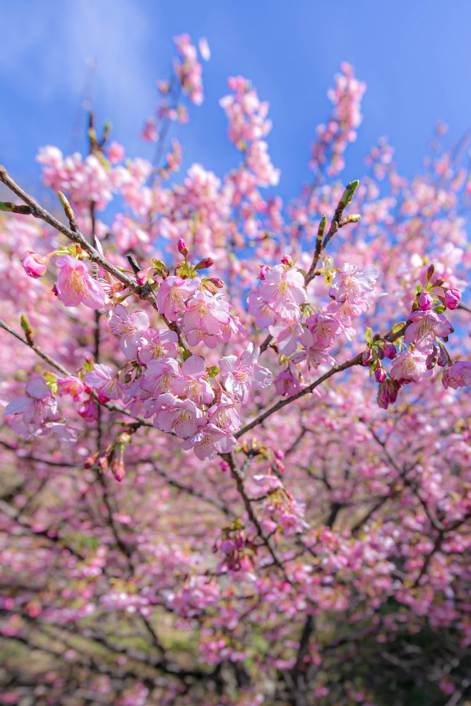 町内の河津桜も見ごろとなってきました。