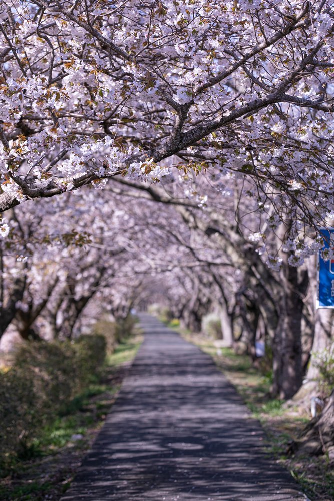 【那賀川沿いの桜】今年も桜トンネル