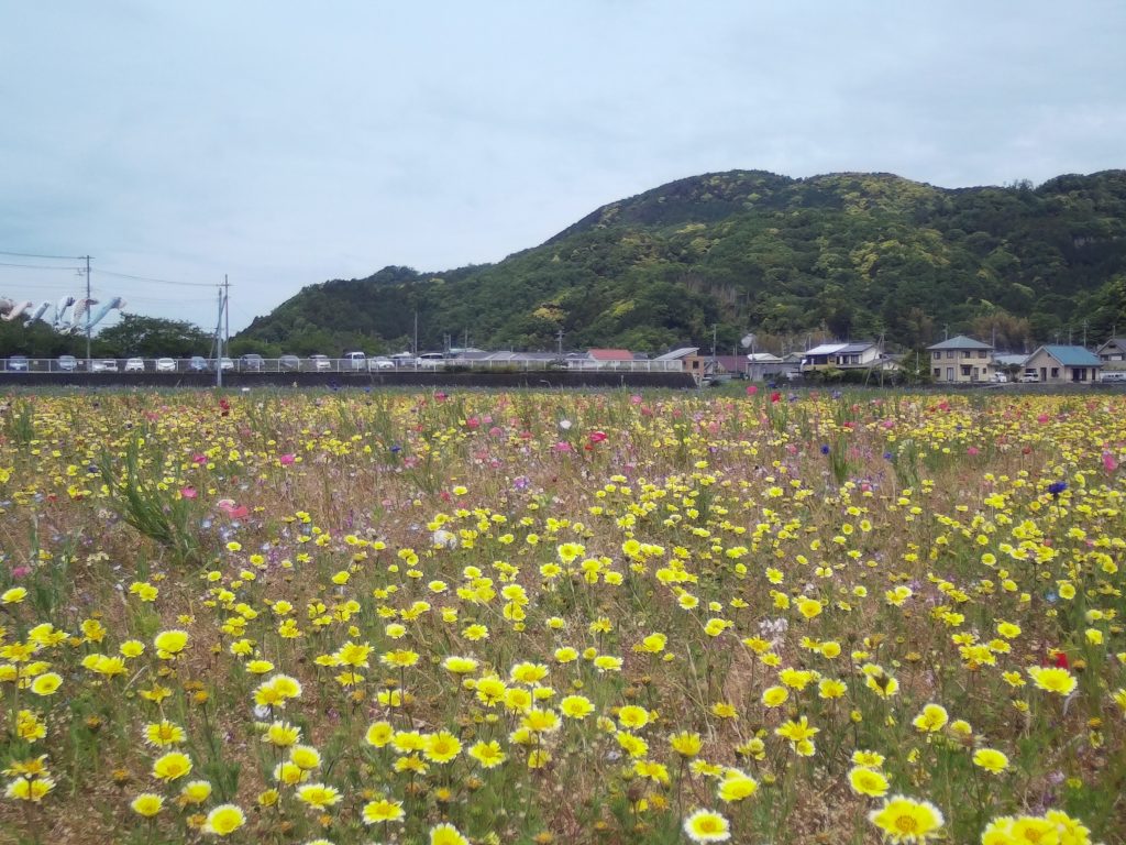 21年花畑カメラ2 松崎町観光協会 花とロマンの里松崎町へようこそ