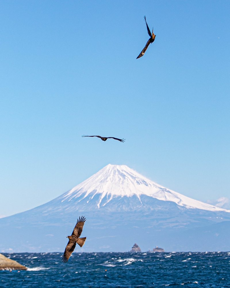 とんびと富士山　-雲見-
