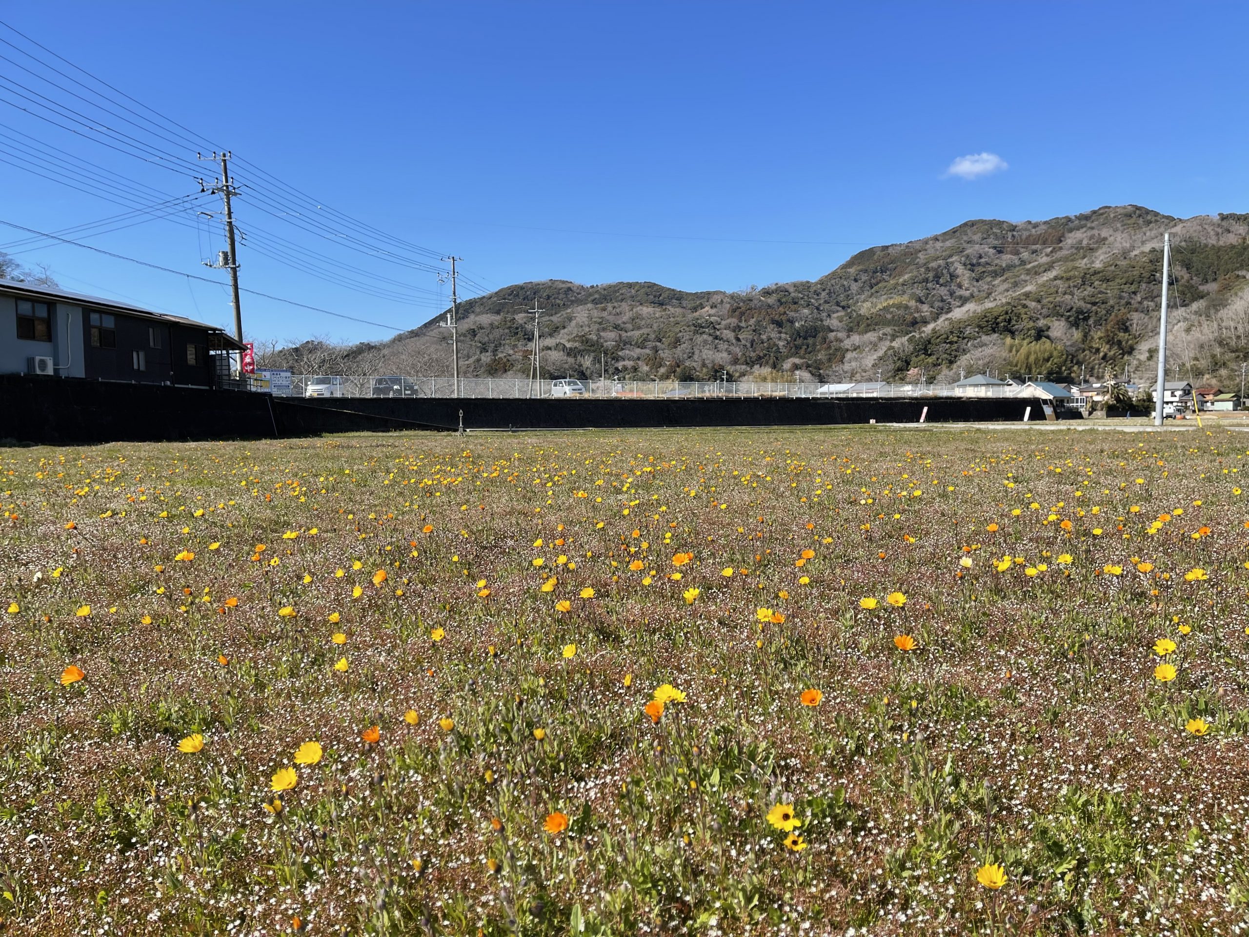 田んぼをつかった花畑】令和4年2月23日(水)の開花状況 | 松崎町観光協会