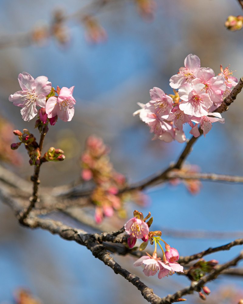 河津桜も咲き始めました-那賀川沿い-
