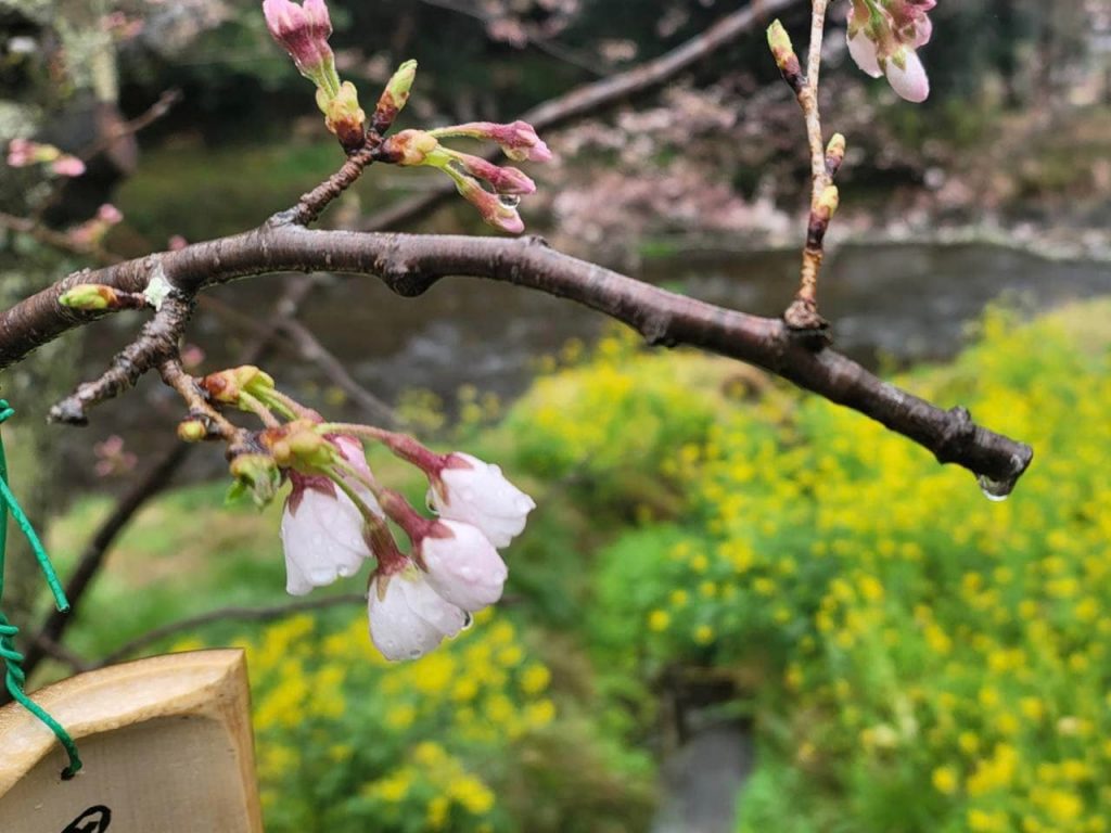 【那賀川沿いの桜並木】令和4年3月22日(火)の開花状況です。