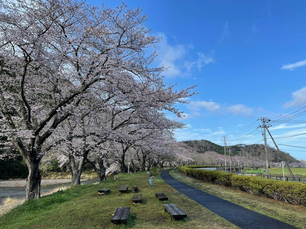 【那賀川沿いの桜並木】令和4年3月27日(日)の開花状況です。