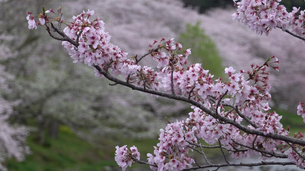 【那賀川沿いの桜並木】令和4年3月30日(水)の開花状況です。