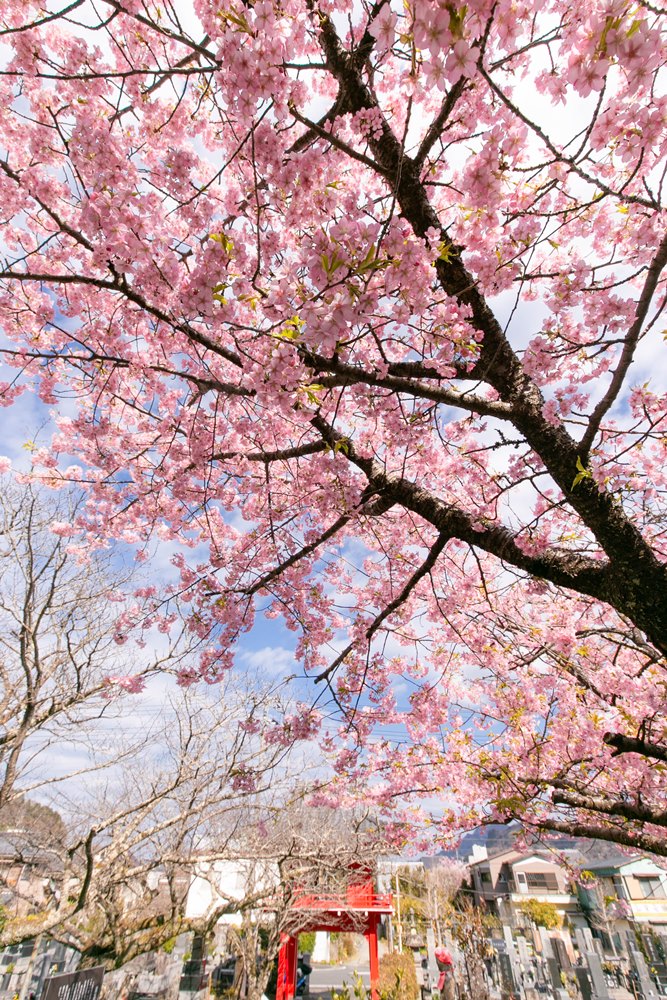 桜が青空に映えます-浄泉寺にて-