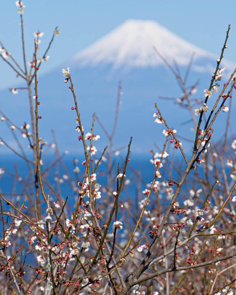 梅の花と富士山-西伊豆より-