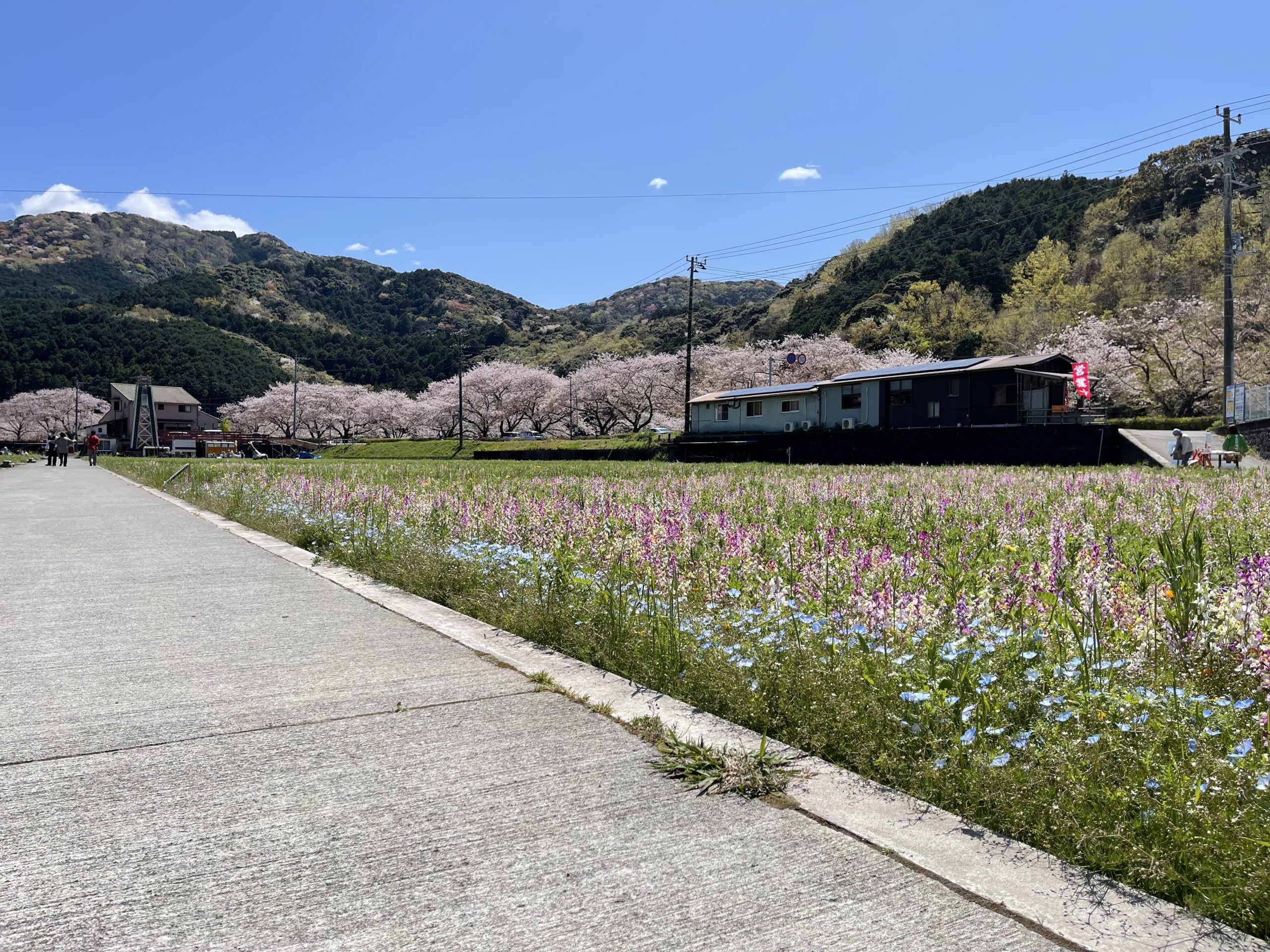 田んぼをつかった花畑】令和4年4月5日(火)の開花状況です。 | 松崎町