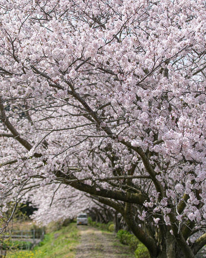 【桜並木開花状況】那賀川沿いのソメイヨシノ