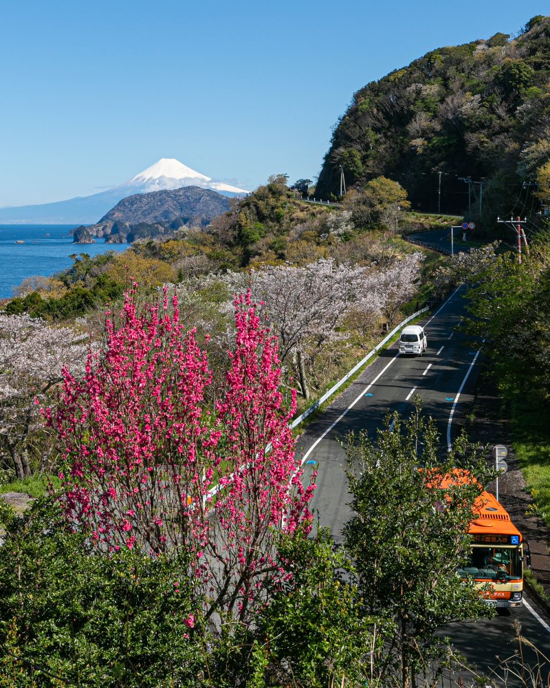 春花と富士山の共演-彫刻ライン-