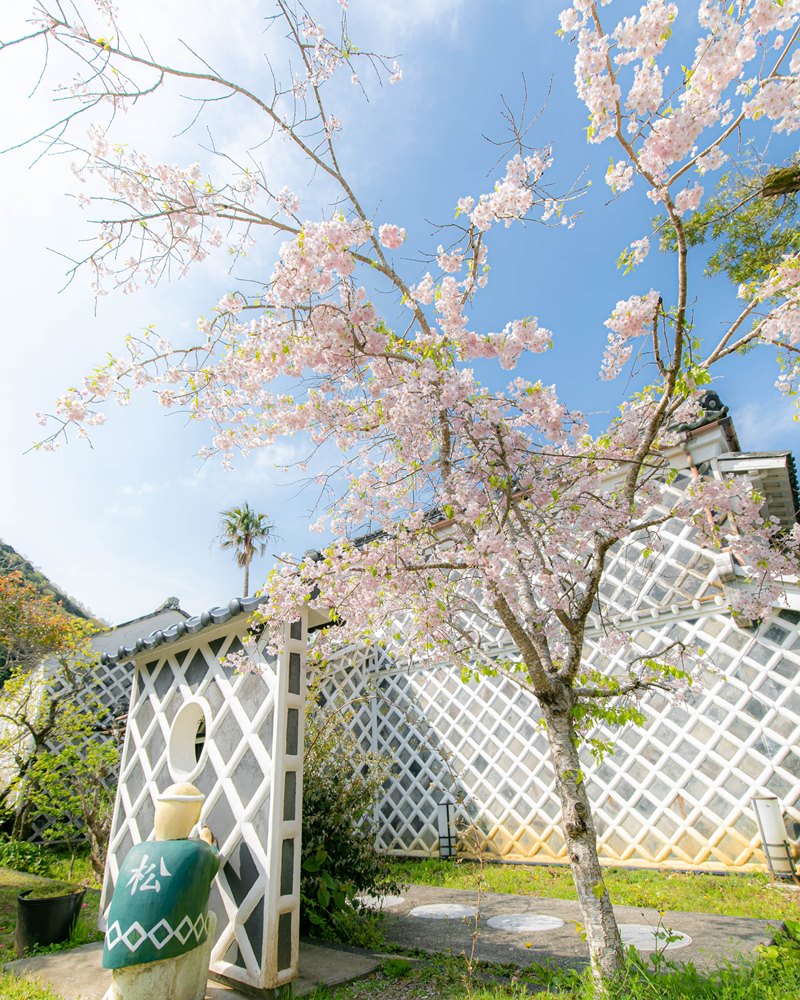 「伊豆文邸の桜」…お花見足湯の和み
