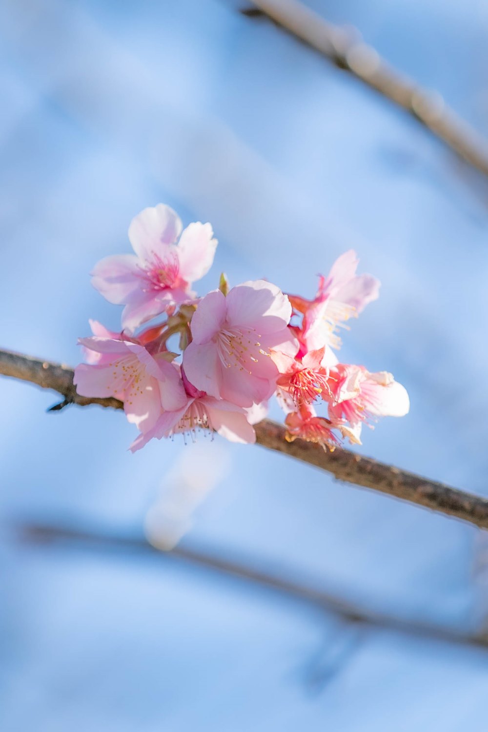 河津桜も咲きはじめました　-松崎町内-