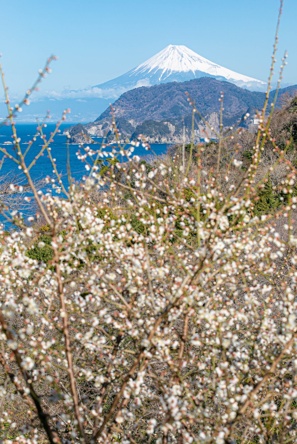 早春の演出 -梅と富士山-　萩谷より