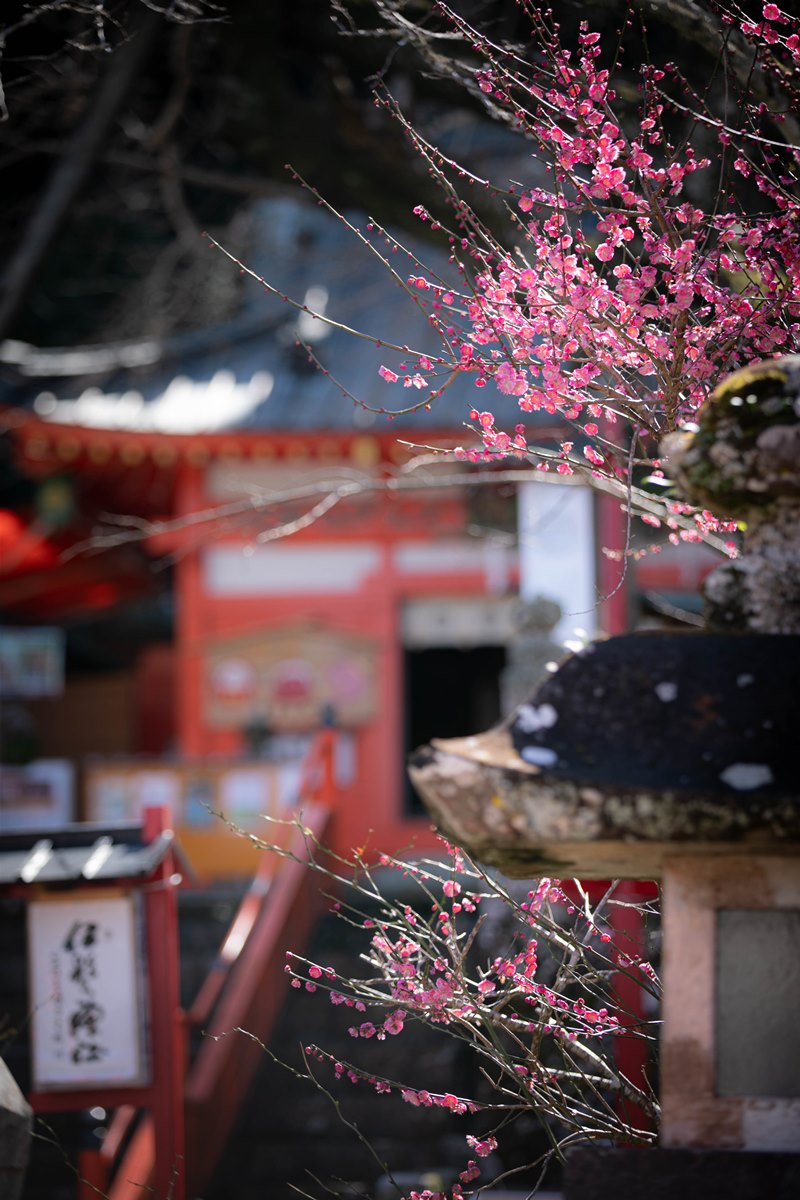 梅の花と広がる和の空間 – 伊那下神社 –