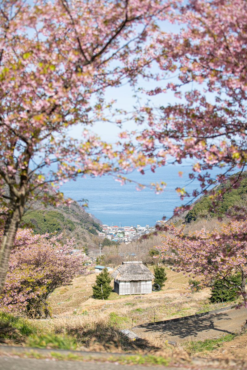 桜と富士山の景観・豊かな春景色 -石部の棚田より-
