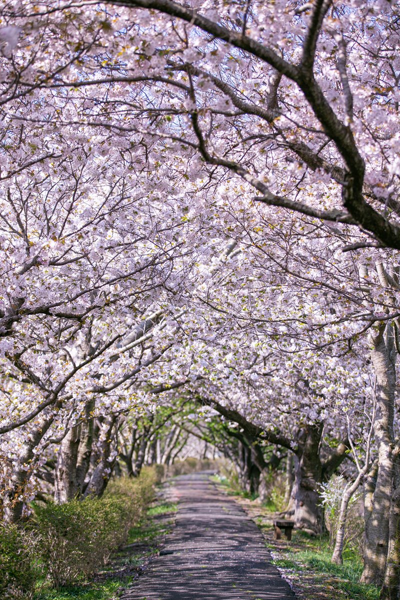 桜のトンネル ソメイヨシノはこれから咲き乱れます – 那賀川沿い遊歩道 –