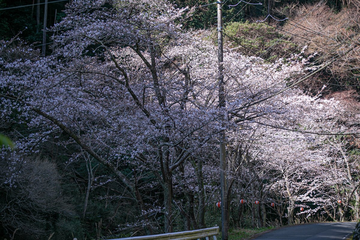 大沢温泉 ソメイヨシノが咲き始めています -松崎の桜-