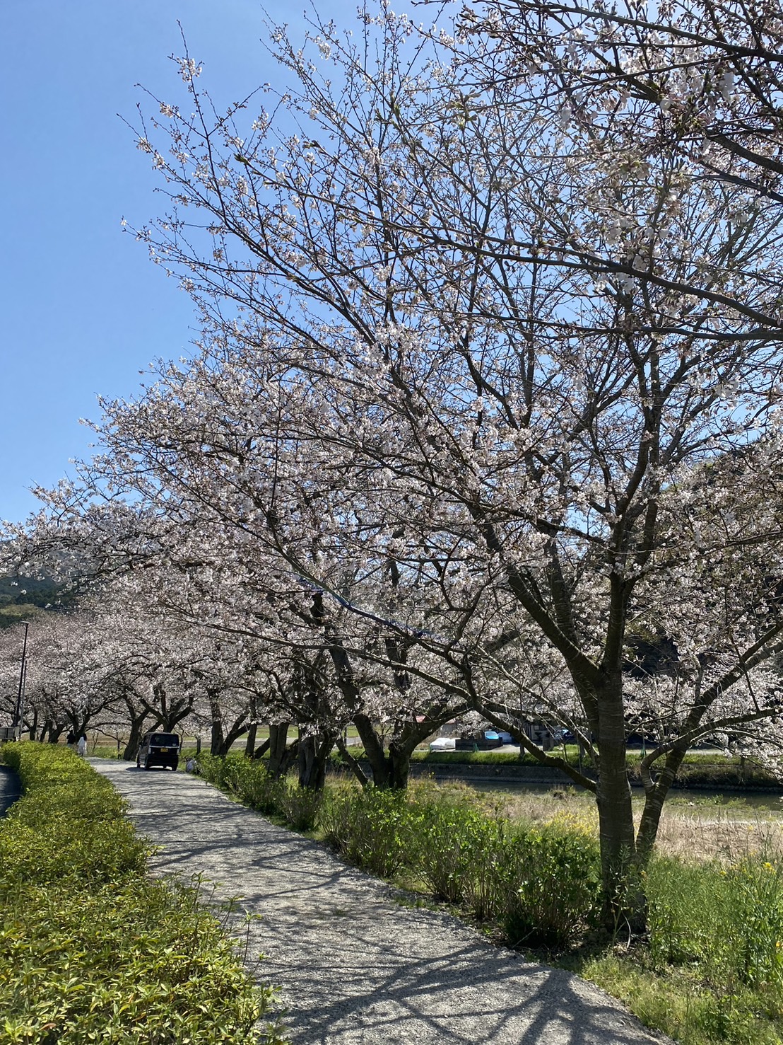 2024年桜開花情報（4月1日）とライトアップのお知らせ