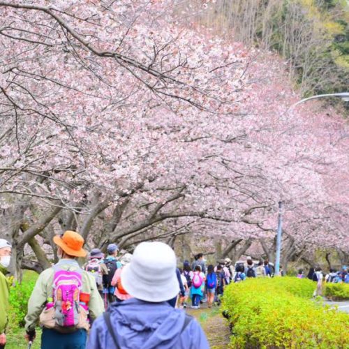 2025桜ビューウォーキング ～松崎桜街道と大野山登山～ | 松崎町観光協会